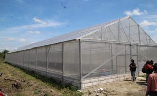 Sistem Green House, BUM Desa Bogem Klaten Panen Geden Melon Golden