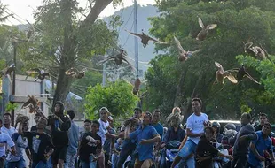 Potret Uniknya Pacu Itik, Lomba Balap Bebek Terbang di Payakumbuh Sumbar