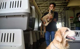 Diselamatkan dari Rumah Jagal, 45 Ekor Anjing Dikirim ke Kanada untuk Diadopsi