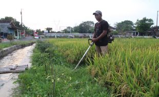 Harga BBM Naik, Pembina Traktor Mania Klaten: Kondisi Petani Tambah Sulit