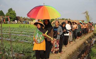 Laku Nabrak Omo, Ritual Petani di Delanggu Klaten Usir Hama Wereng