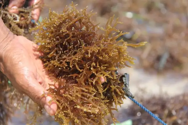 Potensi Lahan 5.150 Ha, Jepara Kembangkan Budi Daya Rumput Laut di Karimunjawa
