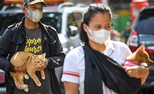 Rabies Menggila, Ini Sejarah Awal Masuknya ke Indonesia