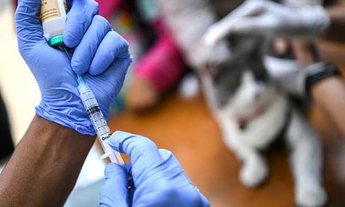 Gigitan Anjing Sebabkan Kematian, 2 Kabupaten di NTT KLB Rabies