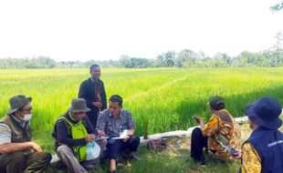 Kementan Turun Tangan Selidiki Keluhan Petani di Sambungmacan & Gondang Sragen