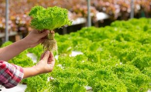 Potensi Pertanian di Solo, Lahan Hijau Sempit, Urban Farming Jadi Pilihan