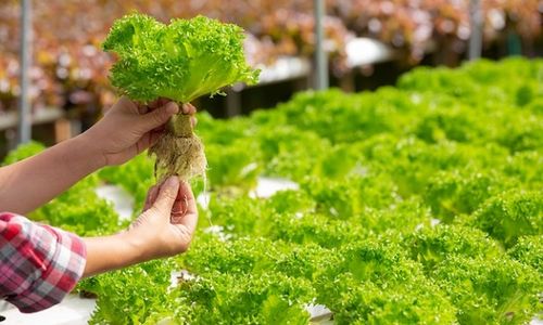 Pamerkan Hasil Urban Farming, Pemkot Semarang Gelar Oude Stad Landbouwmarkt