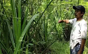 Kuburan Massal Terduga PKI di Grobogan, Lokasinya Ada di Hutan Gundih