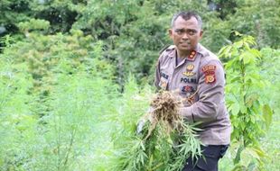 3.000 Batang Tanaman Ganja di Aceh Dimusnahkan, Polisi: Ganti Tanaman Lain