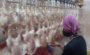 Pengusaha Ayam Potong Diminta Manfaatkan Resi Gudang, Ini Alasannya