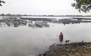 Harga Pakan Naik, Petani Waduk Mulur Sukoharjo Kurangi Produksi Ikan