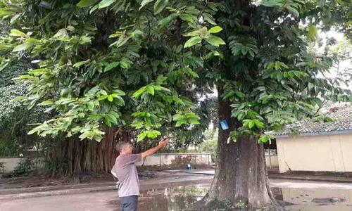 Konon Bisa Datangkan Jodoh, Ini Sejarah Pohon Sulastri di Langenharjo Sukoharjo