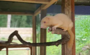 Pengelola Taman Satwa Kemuning Karanganyar Tambah Koleksi, Ada Garangan Albino