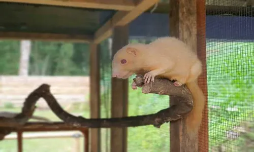 Pengelola Taman Satwa Kemuning Karanganyar Tambah Koleksi, Ada Garangan Albino