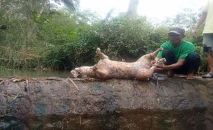 Geger! Warga Temukan Hewan Mirip Macan Tutul Mati di Sungai Jatisari Wonogiri