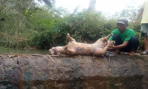 Bukan Macan Tutul, Hewan yang Mati di Sungai Jatisari Wonogiri Ternyata Anjing