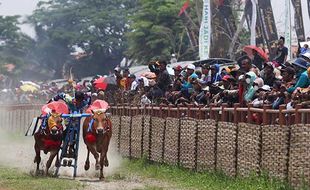 Serunya 24 Pasang Sapi Adu Cepat Lomba Karapan Sapi Piala Presiden di Bangkalan