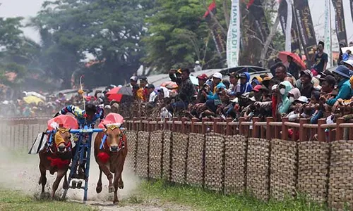 Serunya 24 Pasang Sapi Adu Cepat Lomba Karapan Sapi Piala Presiden di Bangkalan