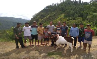 Selain Kopi, Petani di Brenggolo Wonogiri Juga Beternak Kambing Boer