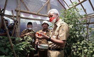 Kunjungi Lumbung Sayur di Pondok Sukoharjo, Ganjar Apresisasi Peran KWT