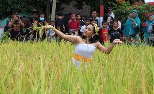 Festival Mbok Sri Mulih, Upaya Rawat Tradisi & Pertegas Asale Rajalele Delanggu