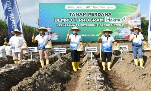 Program Makmur Bikin Petani Tebu Tak Lagi Pusing Soal Bibit, Pupuk & Modal