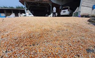 Bulog Solo Gelontorkan 1.253 Ton Jagung untuk Peternak Kecil