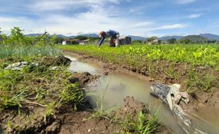 Cerita Petani Wonogiri Tetap Bertahan di Tengah Curah Hujan Tinggi