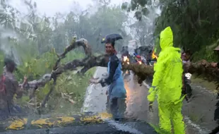 Pohon Tumbang di Nguntoronadi Bikin Macet Jalan Wonogiri-Pacitan Hampir 1 Jam