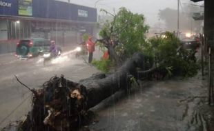 Pengendara Motor Tertimpa Pohon Tumbang di Karangpandan Karanganyar