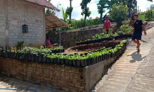 Warga Puhpelem Wonogiri Tanam Sayuran di Pekarangan, Hasilnya Menguntungkan lo