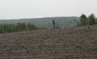 Mengembalikan Lagi Kejayaan Industri Gula melalui Agroforestry