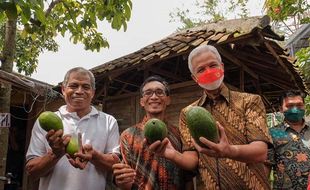 Kunjungi Petani Kendal, Ganjar Pamer Alpukat Rifai