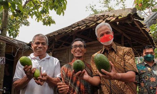 Kunjungi Petani Kendal, Ganjar Pamer Alpukat Rifai