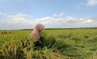 Hujan & Angin Kencang Rusak 50 Ha Lahan di Tanon Sragen, Petani Terancam Merugi