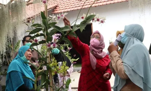 Teknologi Terbaru Universitas Jember, Anggrek Tumbuh Lebih Cepat Empat Bulan