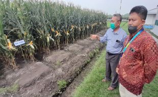 Menuju Swasembada Jagung, Syngenta Andalkan Sederet Program Komprehensif