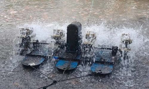 Peternak Ikan di Sleman Bisa Untung Hingga 3 Kali Lipat, Ini Rahasianya