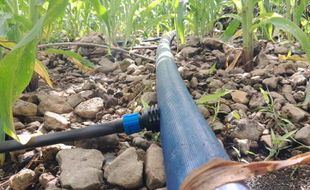 Drip Irrigation System, Solusi Pertanian Jagung di Gunung Tumpeng Jateng