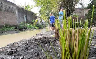 Perkuat Tanggul, Pinggir Kali Ngece Gentan Sukoharjo Ditanami Ribuan Akar Wangi