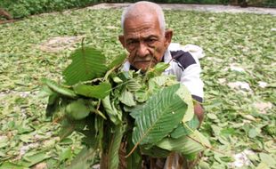 Kratom Sayang Kratom Malang, Mau Dilarang tapi Peluang Ekspor Besar