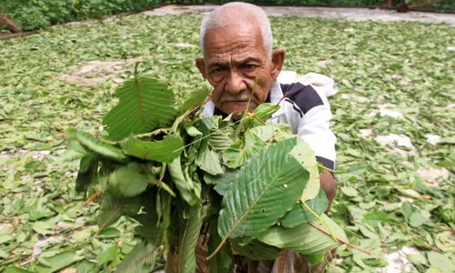 Kratom Sayang Kratom Malang, Mau Dilarang tapi Peluang Ekspor Besar