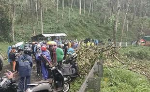 Pohon Tumbang di Jalan Raya Malang-Kediri, 1 Orang Meninggal Dunia