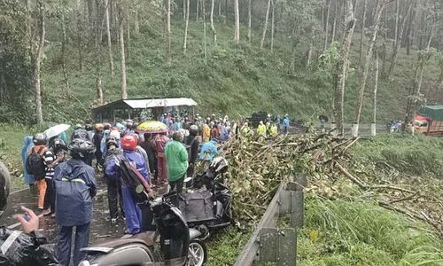 Pohon Tumbang di Jalan Raya Malang-Kediri, 1 Orang Meninggal Dunia