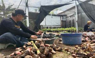 Kisah Sukses Pengusaha Andong Boyolali, Untung Berlipat Berkat Pisang Cavendish