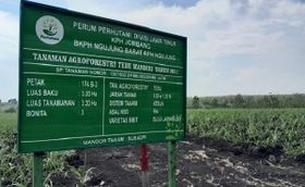 Jadi Pilot Project, Agroforestry Tebu KPH Jombang Dukung Ketahanan Pangan