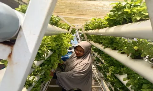 Emak Boyolali Panen Cuan dari Hasil Urban Farming