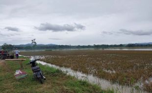 Ribuan Hektare Sawah di Sukoharjo Sempat Terendam Banjir, Petani Merugi