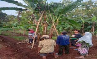 Heboh! Pisang Bertandan 3 Tumbuh di Dekat Sendang Kuna Klego Boyolali