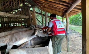 PMI dan DPP Sukoharjo Gencar Pasang Eartag Pada Sapi, Ini Wilayah Sasarannya